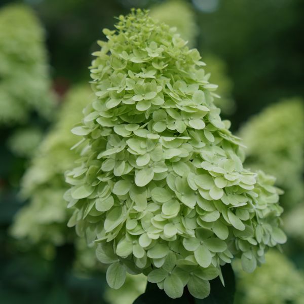 Limelight Prime® Panicle Hydrangea Tree