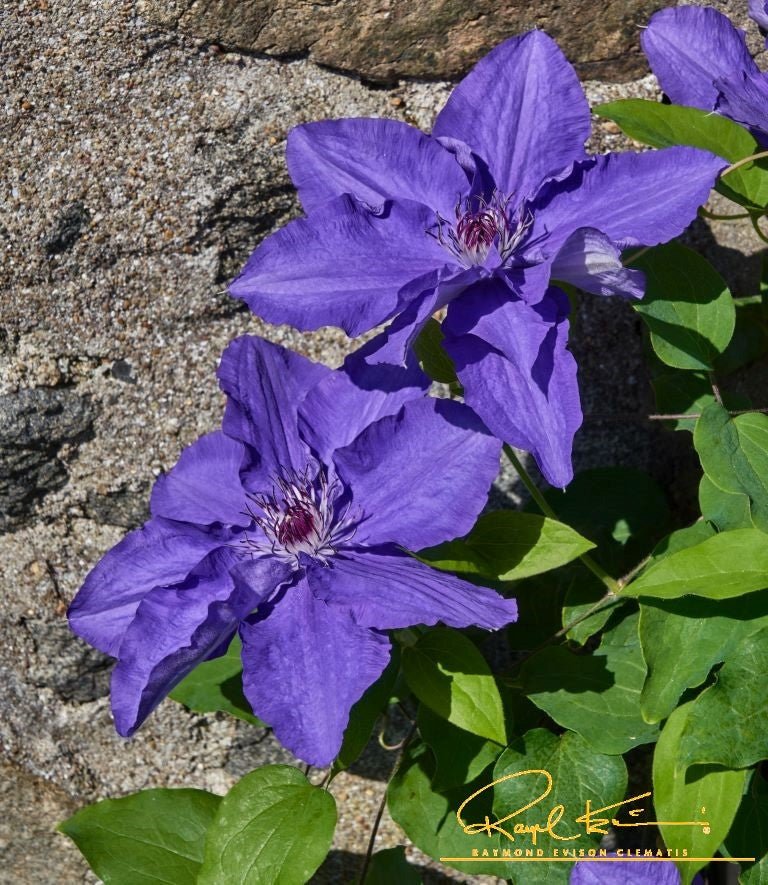 Lindsay™ Clematis