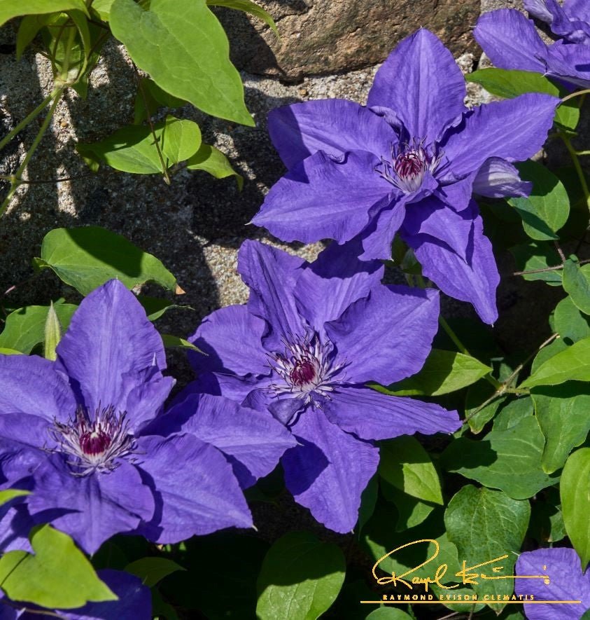 Lindsay™ Clematis