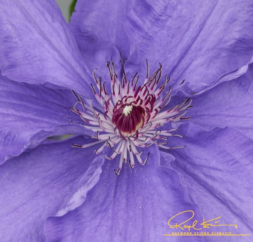 Lindsay™ Clematis