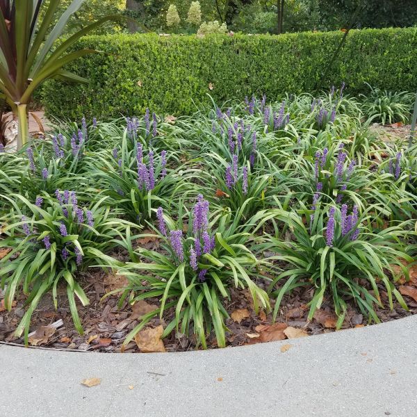 Big Blue Liriope (Liriope muscari 'Big Blue'), a perennial featuring blue flowers and clumping form.