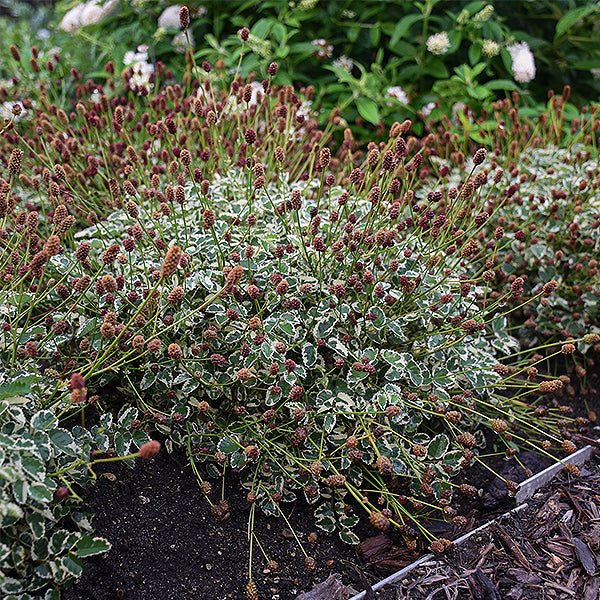 Little Angel Burnet (Sanguisorba officinalis var. microcephala 'Little ...), a perennial featuring red flowers and perennial.