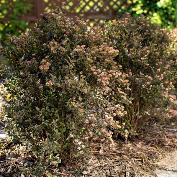 First Editions® Little Devil™ Ninebark