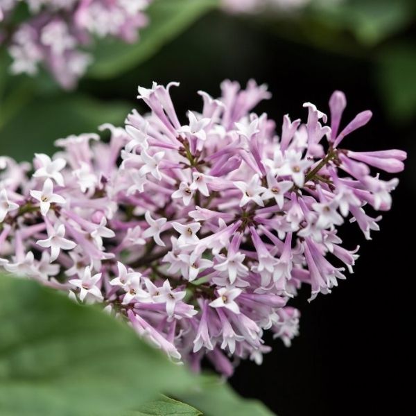 Deciduous foliage of Little Lady™ Lilac (Syringa x 'Jeflady') in a garden setting.