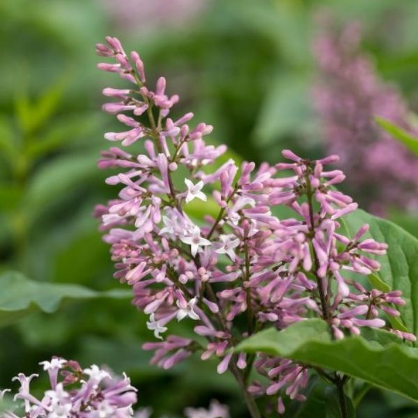 Little Lady™ Lilac (Syringa x 'Jeflady'), a shrub featuring purple, pink flowers and deciduous.