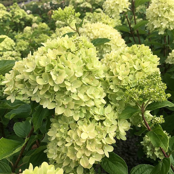 Little Lime® Hydrangea Tree Form