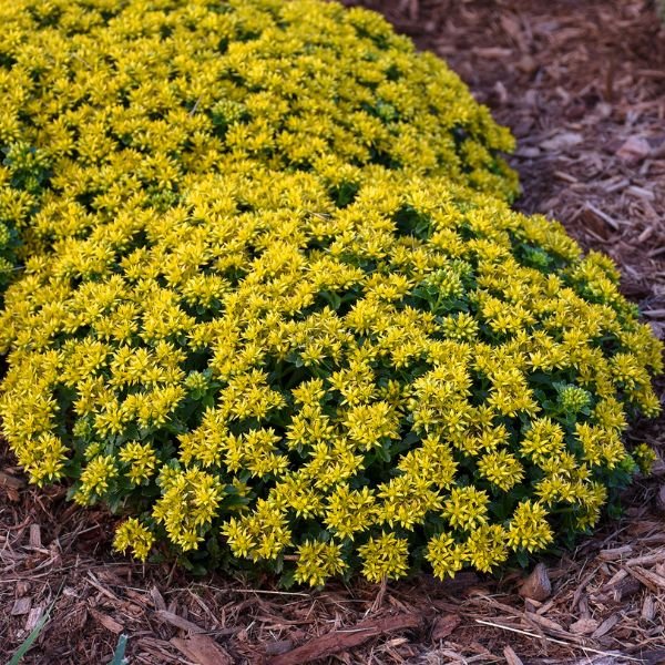 Succulent foliage of Little Miss Sunshine Sedum (Sedum 'Little Miss Sunshine' PP30,039) in a garden setting.