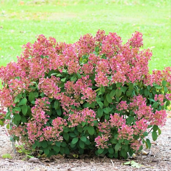 Little Quick Fire® Panicle Hydrangea