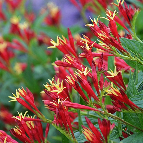Little Redhead Indian Pink (Spigelia marilandica 'Little Redhead') growing in a garden landscape, showing mature perennial form.