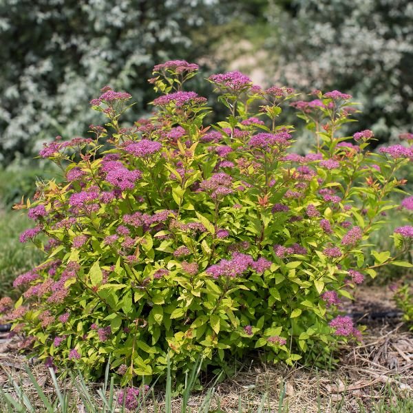 Deciduous foliage of Little Spark® Spirea (Spiraea jap. 'Minspil04' PP30,819) in a garden setting.
