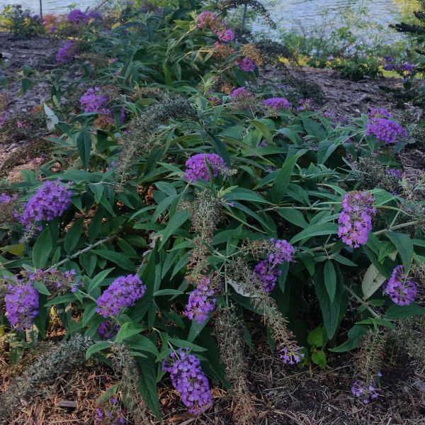 Lo & Behold® Purple Haze Butterfly Bush