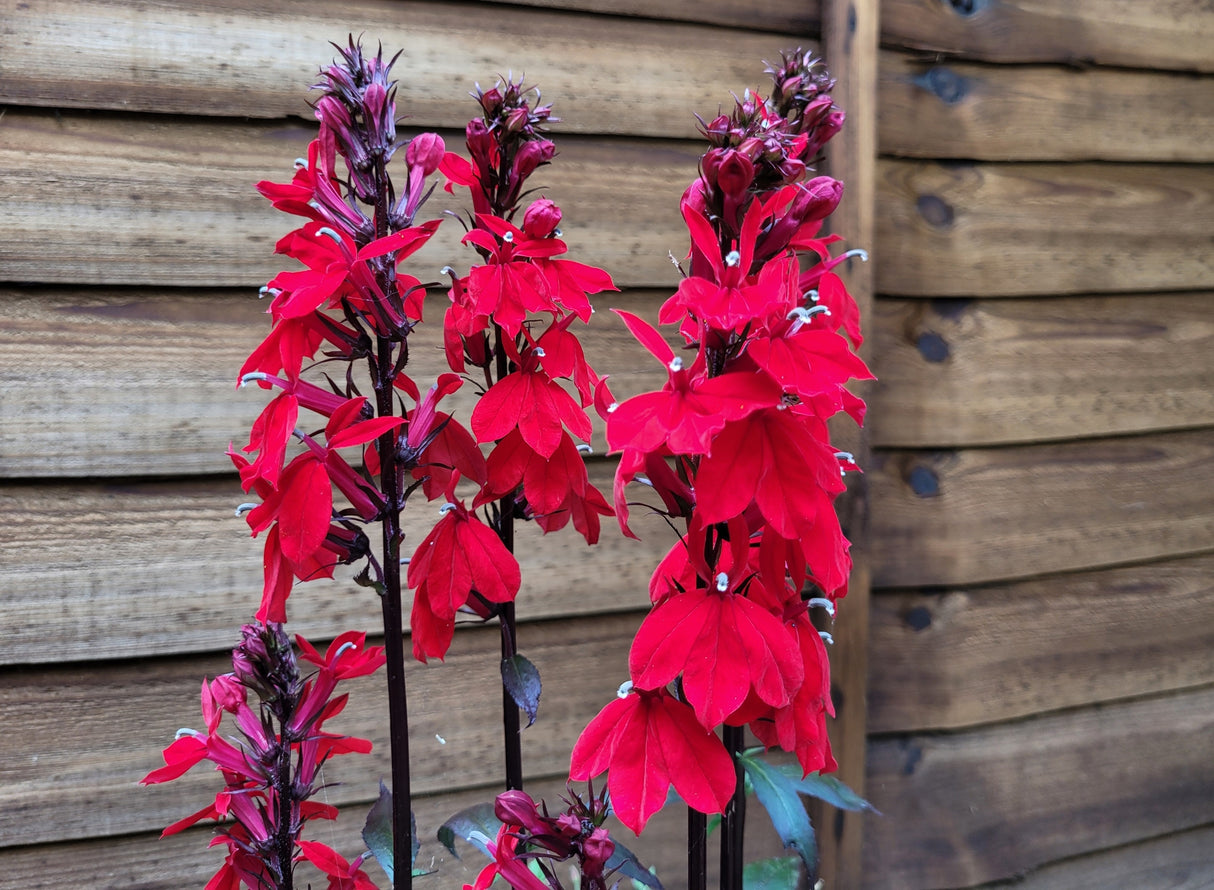 Multiple spikes of deep red Cardinal Flowers with dark stems growing in front of a wooden fence.
