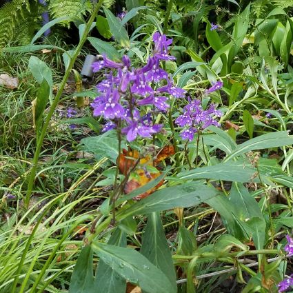 Close-up of blue, purple lobelia flowers on Great Blue Lobelia blooming in late summer to early fall.