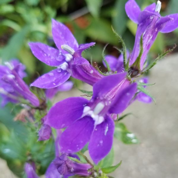 Perennial foliage of Great Blue Lobelia (Lobelia siphilitica) in a garden setting.