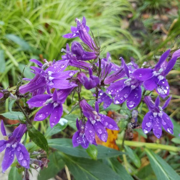 Great Blue Lobelia (Lobelia siphilitica), a perennial featuring blue, purple flowers and perennial.
