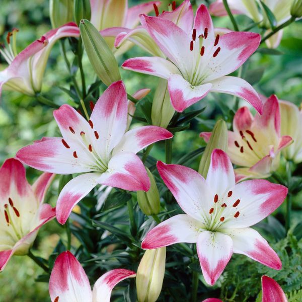 Lollypop Asiatic Lily - Perennial - Nature Hills Nursery -