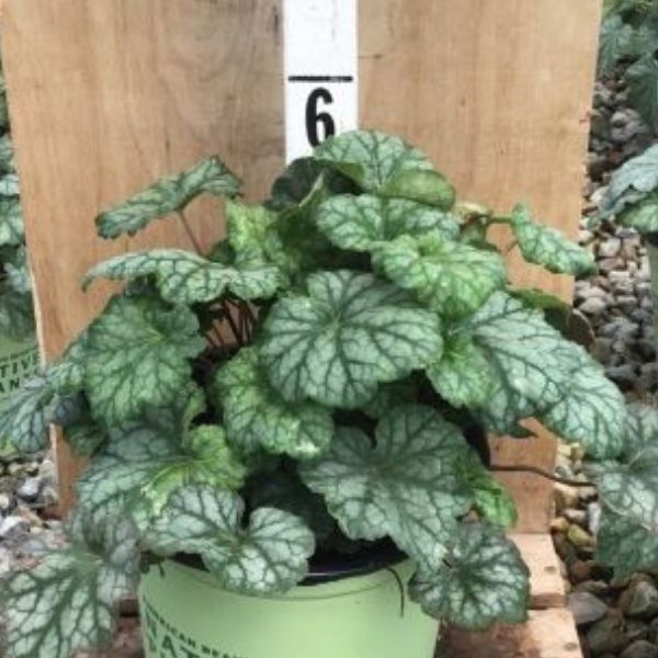 Longflower Alumroot - Nature Hills Nursery - #1 Container -