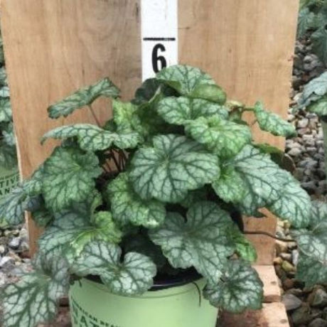 Longflower Alumroot - Nature Hills Nursery - #1 Container -
