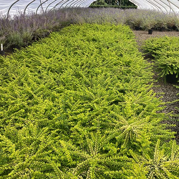 Thunderbolt® Box Honeysuckle Bush