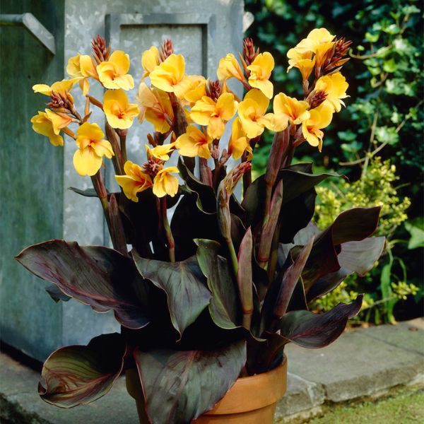 Louis Cottin Canna Lily In Pot
