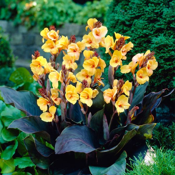 Louis Cottin Canna Lily Blooms