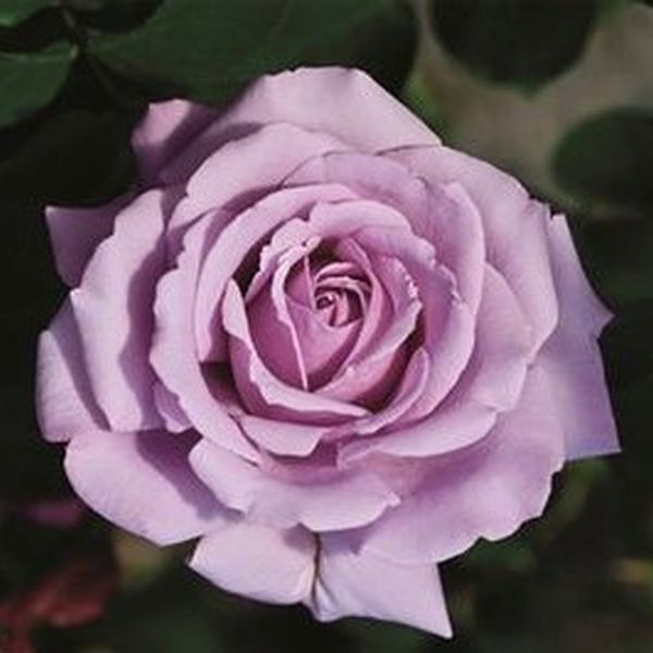 Love Song™ Floribunda Rose (Rosa 'WEKstameda'), a shrub featuring purple flowers and deciduous.