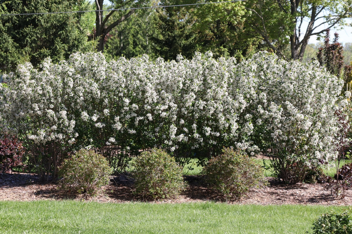 Low Scape Snowfire® Chokeberry (Aronia melanocarpa 'UCONNAM165') shrub detail, image 7 of 13.