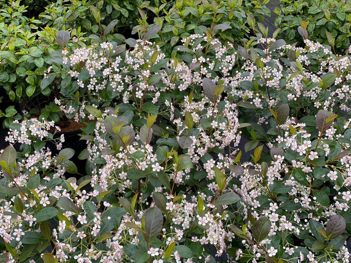 Low Scape Snowfire® Chokeberry (Aronia melanocarpa 'UCONNAM165') shrub detail, image 8 of 13.