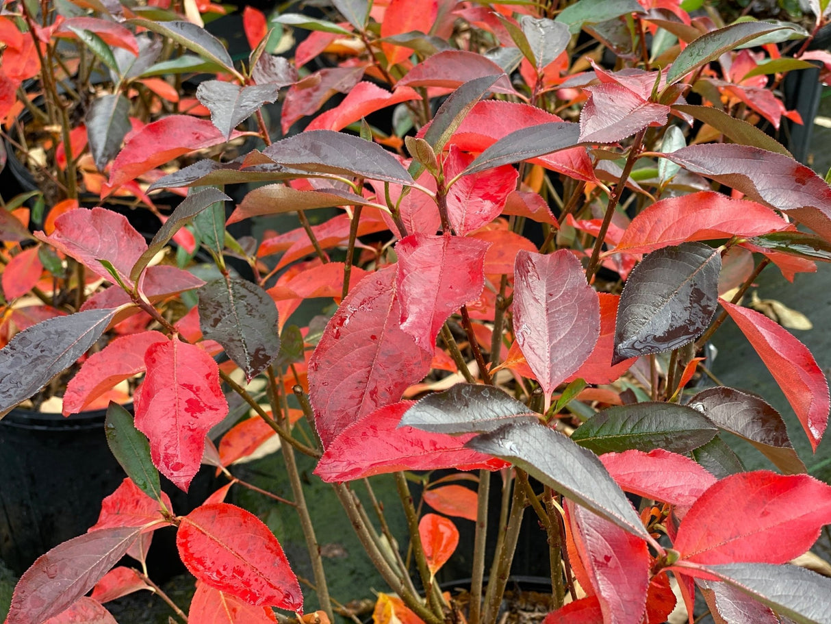 Low Scape Snowfire® Chokeberry (Aronia melanocarpa 'UCONNAM165') shrub detail, image 9 of 13.