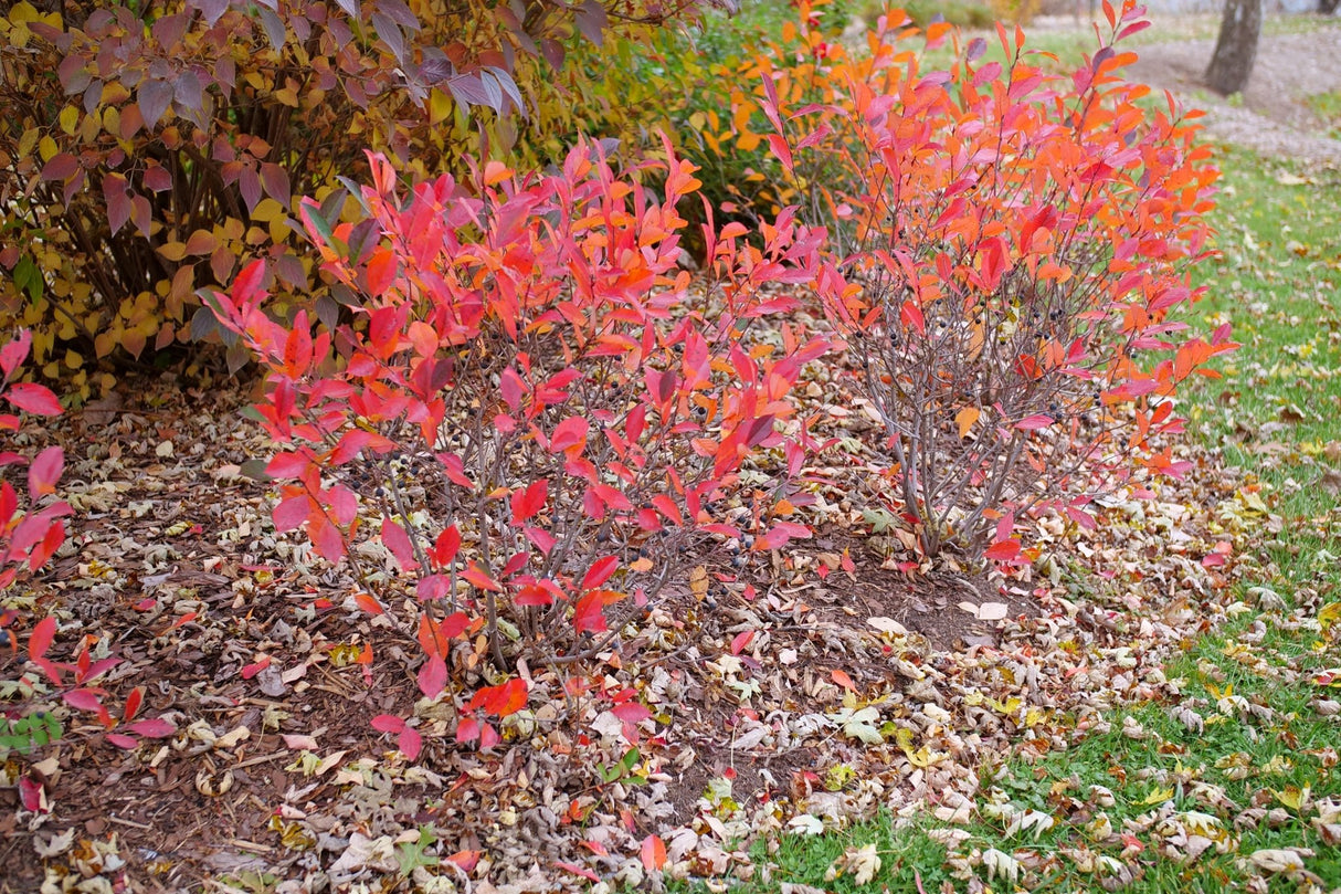Low Scape Snowfire® Chokeberry (Aronia melanocarpa 'UCONNAM165') shrub detail, image 10 of 13.