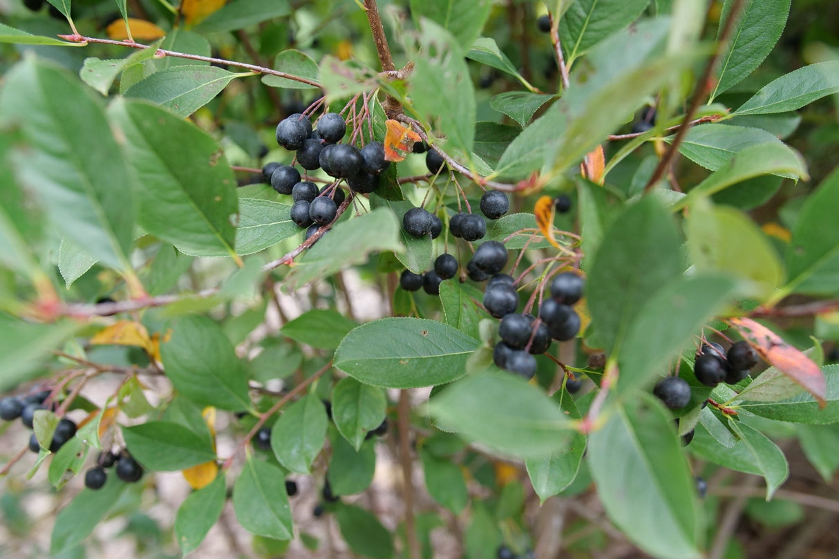 Low Scape Snowfire® Chokeberry (Aronia melanocarpa 'UCONNAM165') shrub detail, image 12 of 13.