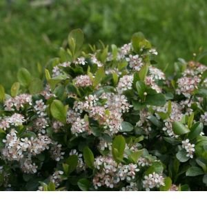 Low Scape Mound® Chokeberry