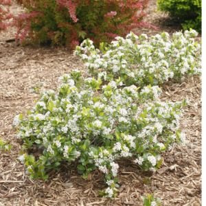 Low Scape Mound® Chokeberry
