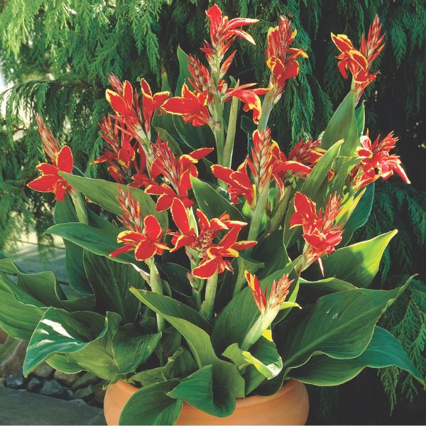 Lucifer Canna Lily Blooms