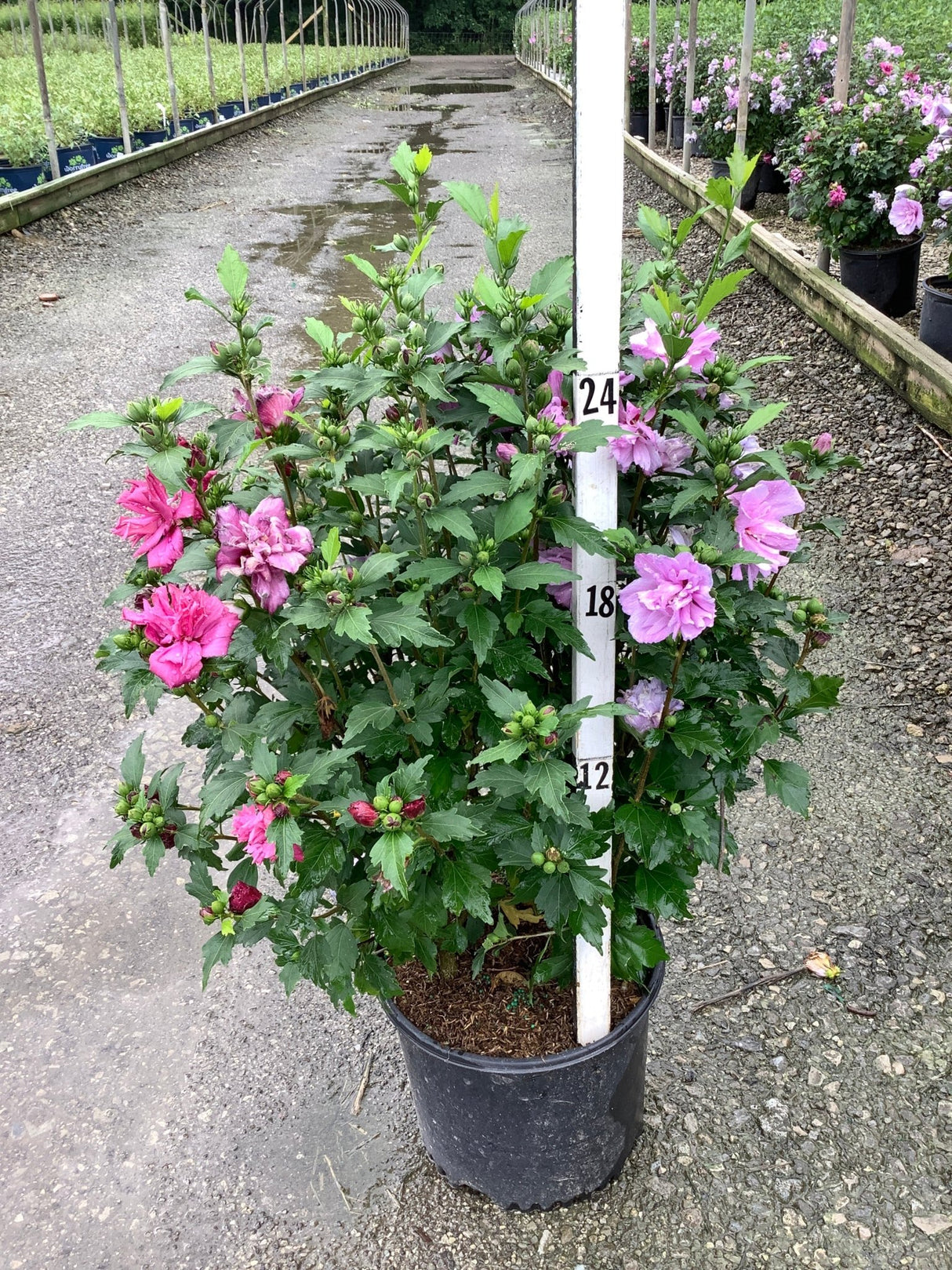 Lucy Rose of Sharon shrub covered in double pink blooms growing in a black nursery container at a garden center.