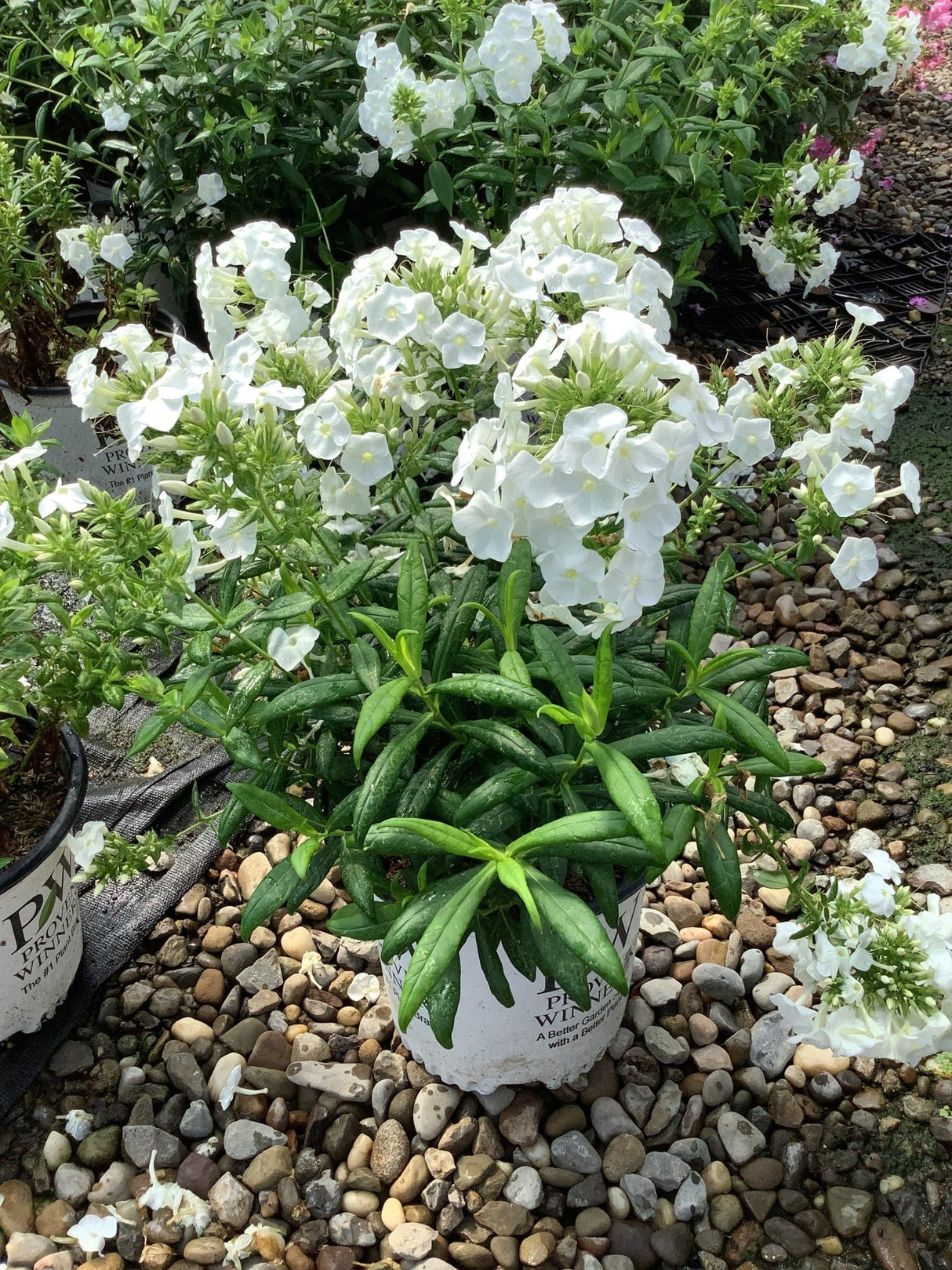 Luminary Backlight Tall Garden Phlox displays pure white flower clusters with bright green foliage in nursery containers on gravel ground.
