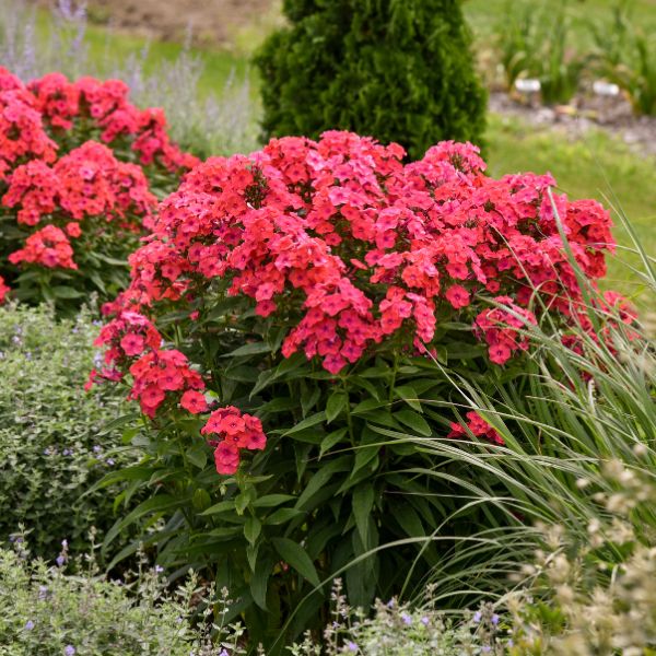 sunset coral phlox full bloom