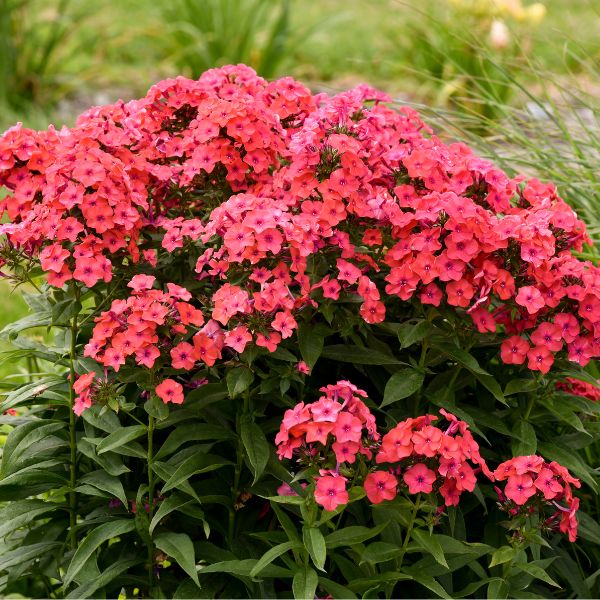 sunset coral phlox foliage