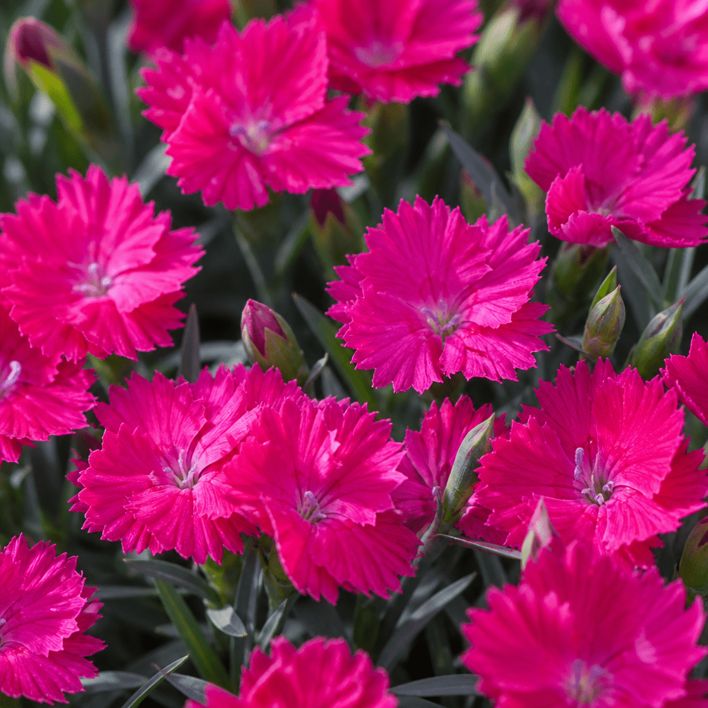 Close-up of Mad Magenta Dianthus flowers with fringed magenta petals and blue-green foliage in natural light.