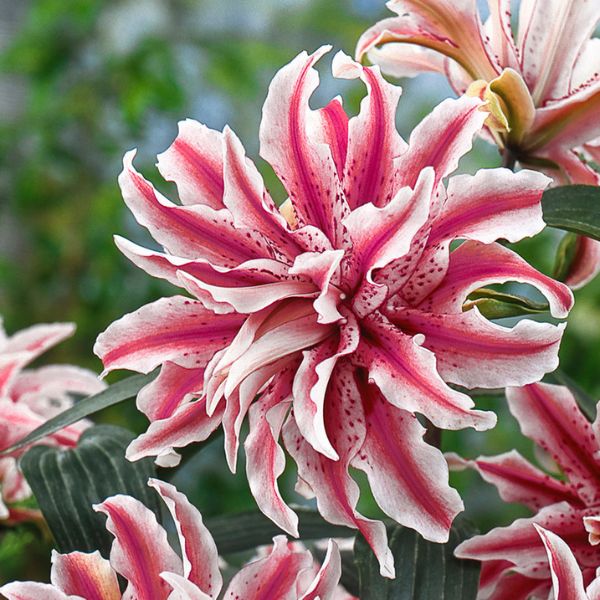 Magic Star Double Oriental Lily - Bulbs - Nature Hills Nursery -