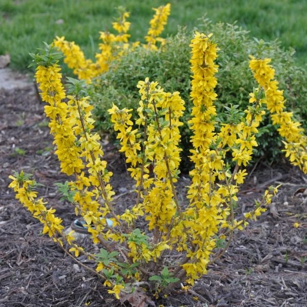 Close-up of yellow forsythia flowers on Magical® Gold Forsythia blooming in early spring.