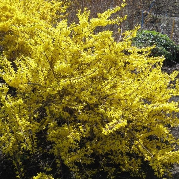 Magical® Gold Forsythia (Forsythia x intermedia 'Kolgold') growing in a garden landscape, showing mature shrub form.