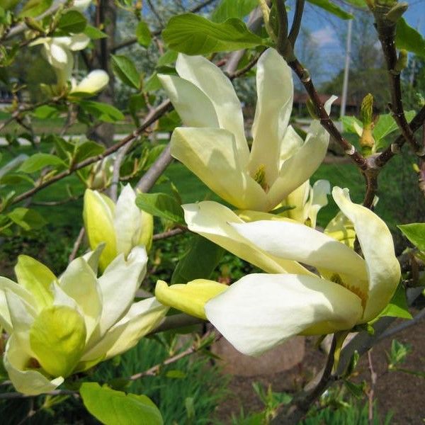 Close-up of yellow magnolia flowers on Butterflies Magnolia Tree blooming in late spring.