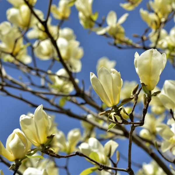 Butterflies Magnolia Tree (Magnolia x 'Butterflies'), a tree featuring yellow flowers and deciduous.