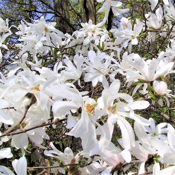 Royal Star Magnolia Shrub (Magnolia stellata 'Royal Star'), a shrub featuring white flowers and deciduous.