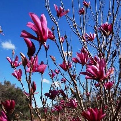 Close-up of purple, red, white magnolia flowers on Ann Magnolia Shrub blooming in late spring to early summer.