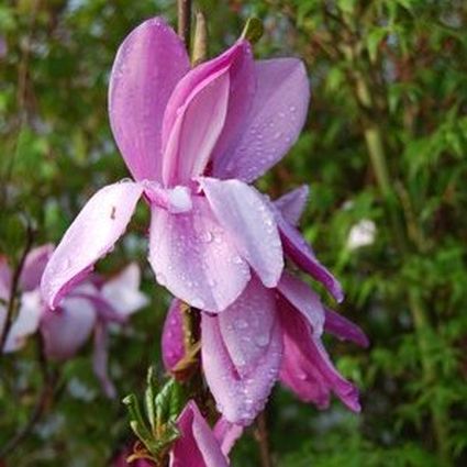 Ann Magnolia Shrub (Magnolia x 'Ann') growing in a garden landscape, showing mature shrub form.
