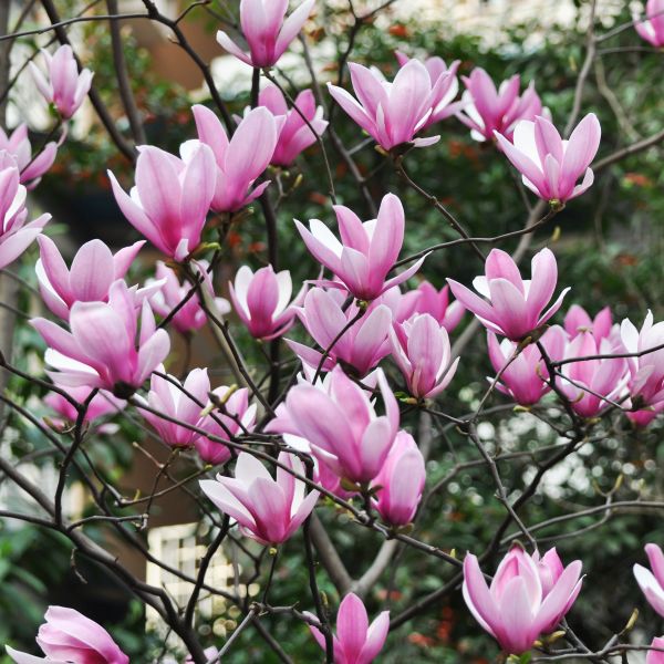 Close-up of purple, pink magnolia flowers on Jane Magnolia Tree blooming in late spring.