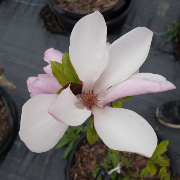 Jane Magnolia Tree (Magnolia x 'Jane') growing in a garden landscape, showing mature tree form.