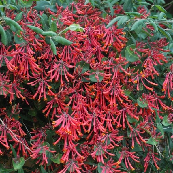 Major Wheeler Honeysuckle Vine (Lonicera sempervirens 'Major Wheeler'), a perennial featuring red flowers and deciduous.